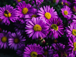 Flowers in the garden