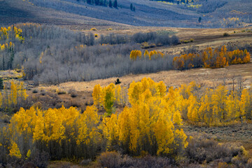 Fall Aspen Colors, Conway Summit, Highway 395