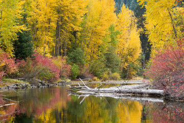 Fall color along the calm water of Nason Creek in the Washington Cascades
