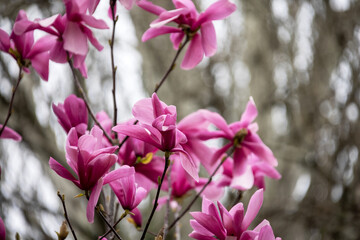 Pink magnolias. Blooming magnolia tree in the garden in spring. Beautiful delicate blurred floral...
