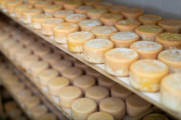 Closeup of shelf stands with abundance of heads of goat cheese arranged to ripen in special cold...