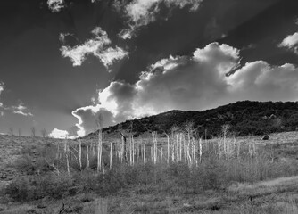 Aspen in Late Fall Near Mono lake