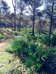Fototapeta premium Explore the unique and wild beauty of palm trees among pine trees in nature a journey into the heart of breathtaking landscapes and serenity
