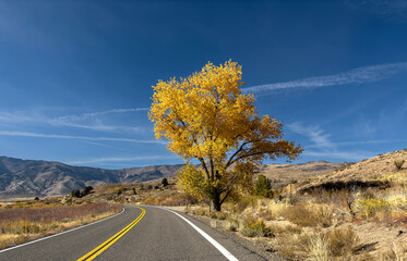 Cottonwood in Fall at East End of Monitor Pass - obrazy, fototapety, plakaty