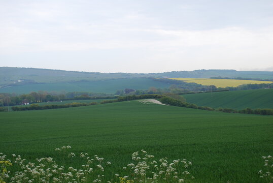 Overcast Sky Stormy Grey Clouds English British Rolling Lush Green Hill Countryside Fields & Farmland Travel Photography Landscape Vista Bright Shades & Tones of Green & Yellow White Flower Frame