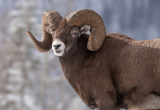 Bighorn sheep in Jasper National Park, Canada 