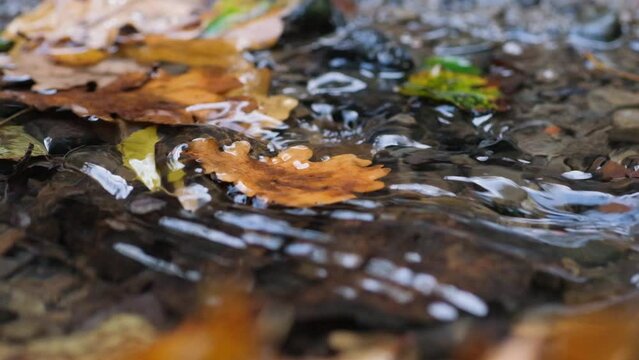 Autumn oak leaves in the water of a mountain stream. Adamovka Park. Truskavets. Ukraine. Slow motion video.
