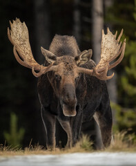 Moose in the Rocky Mountains 