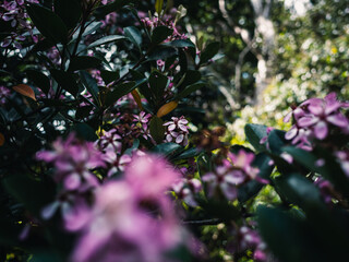 flowers in the garden