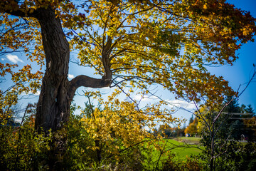 Sunlight through tree branches in autumn