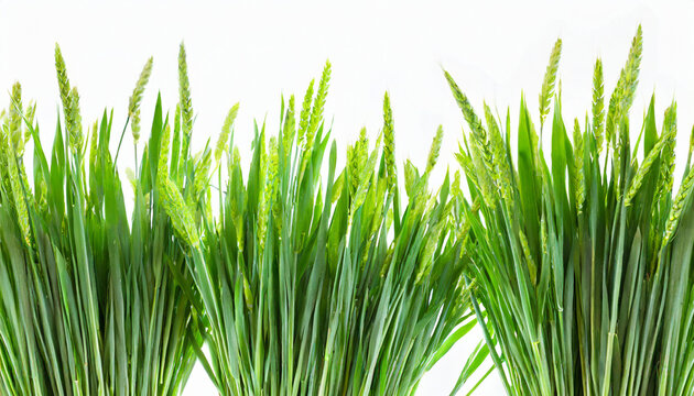 green wheat grass isolated on white background