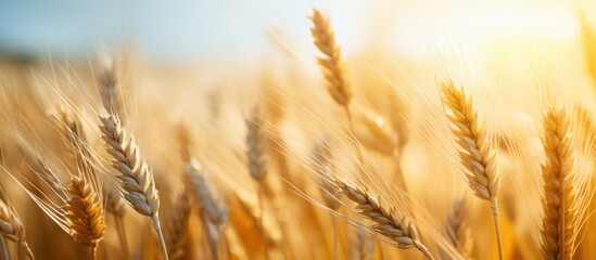 wheat growing in a field