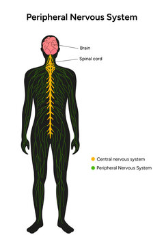 Peripheral Nervous System in vector
