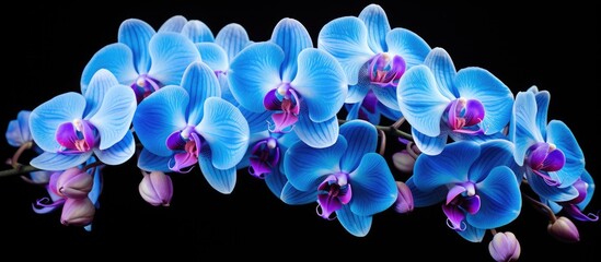 Stunning blue orchid flower