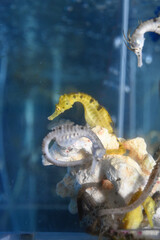 鹿児島県タツノオトシゴハウスの珊瑚に絡まるタツノオトシゴ
