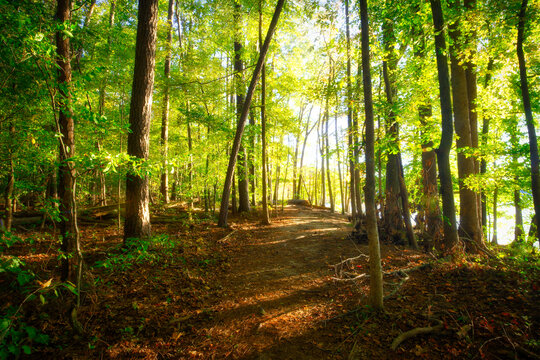 An Autumn forest trail with sunlight shining through a lush green forest in North Carolina