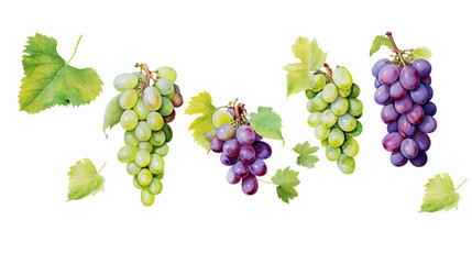 bunch of grapes.
watercolor grapes branch set  isolated.cut-out png.