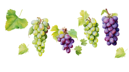 bunch of grapes.
watercolor grapes branch set  isolated.cut-out png.