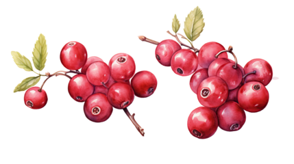 watercolor cranberry isolated.cut-out png.
