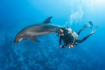 Bottlenose dolphin, French Polynesia © Tropicalens