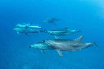 Bottlenose dolphin, French Polynesia