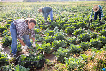 Confident female farmer harvesting crop of savoy cabbage on farm field on sunny fall day