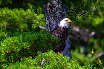 Bald Eagle (Haliaeetus leucocephalus) perched on branch in a pine tree - obrazy, fototapety, plakaty