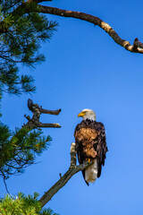Bald Eagle (Haliaeetus leucocephalus) perching on a pine branch looking for fish