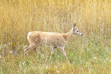 Deer walking in the grass.