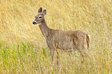 White tail deer stands in the grassy field.