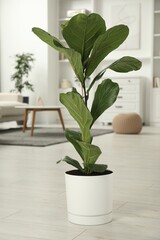 Fiddle Fig or Ficus Lyrata plant with green leaves at home