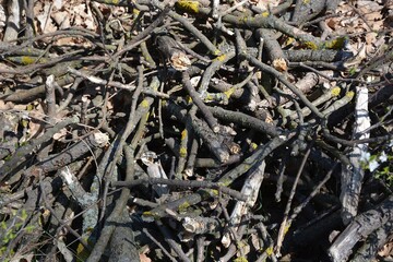 Dry dried sticks gathered in a pile for a bonfire