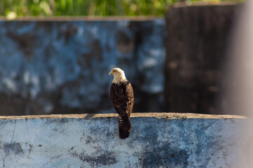 Portrait of a beautiful bird of prey (Haliaeetus leucocephalus)