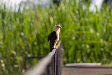 Portrait of a beautiful bird of prey (Haliaeetus leucocephalus)