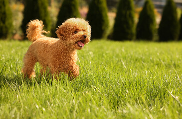 Cute Maltipoo dog on green lawn outdoors, space for text