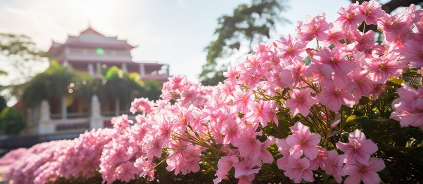 Flowers bloom in Koh Pich Phnom Penh