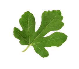 One green leaf of fig tree isolated on white