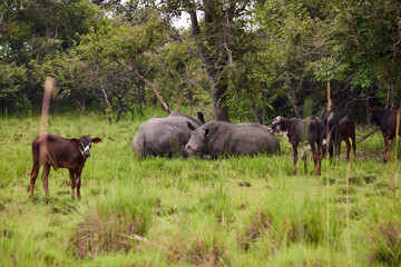 Fototapeta na wymiar Sleeping Rhinoceros and Long-Horned Cattle in Field