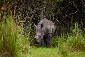 Baby Rhino Standing and Facing Camera
