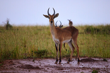 African Kob Standing in Mud Alone