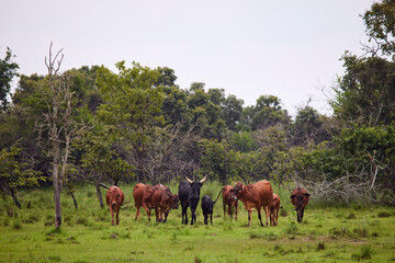 African Long-Horned Cattle Herd in Field