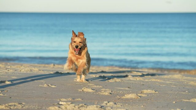 Golden Retriver Running in Slow Motion on the Beach