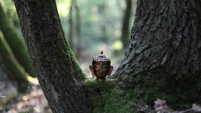 Buddha im Wald