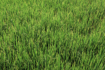 Green paddle rice field in the countryside. Agricultural landscape and background concept. Close up Nature food. 