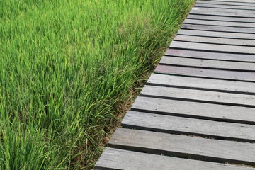 Papier Peint photo autocollant Herbe Wooden bridge in a green rice field background in daytime. Brown wooden board empty on Beautiful Organic paddy-field.