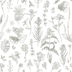 Wild flower on a white background. Wild herbs for wallpaper, textile, wrapping paper. Sketch style. Hand drawn vector seamless pattern