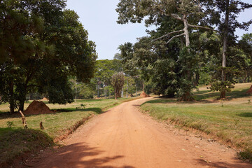 Dirt Road in Entebbe Botanical Gardens 