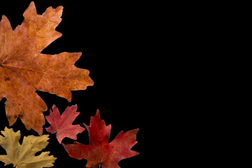 Collection colorful autumn leaves of deciduous trees. Maple, oak. Isolated on black.