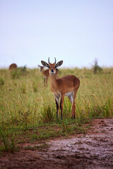 Naklejka na ściany i meble African Antelope Kobs in Tall Grass Staring into Camera 