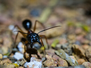 Ant with Pincers Open